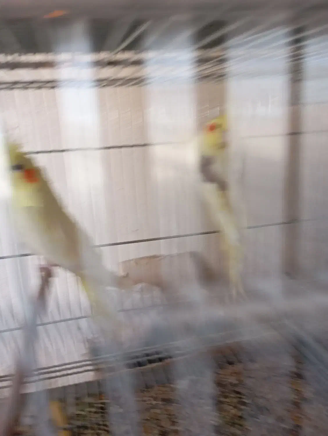 عروس هلندی ایزبلا دوکت لوتینو  آلبینو دوکت وآلبینو|پرنده|تاکستان, |دیوار