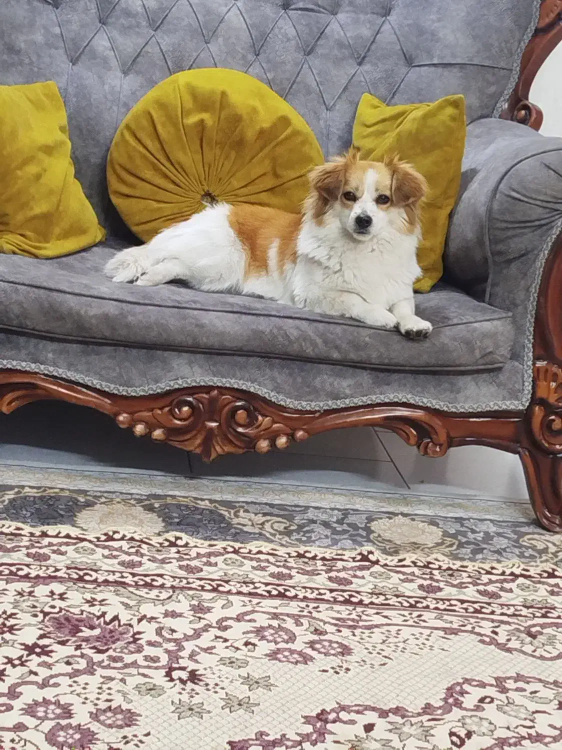 سگ پیدا شده|حیوانات|کرج, حصارک بالا|دیوار