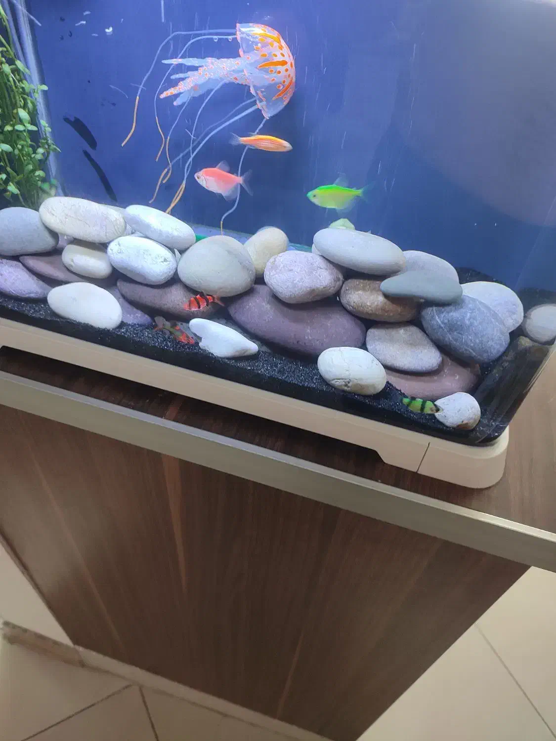 ماهی تایگر بارب|ماهی|ری, سیزده آبان|دیوار