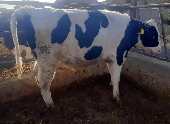 گوساله نر ۴۰۰ کیلویی|حیوانات مزرعه|مهریز, |دیوار