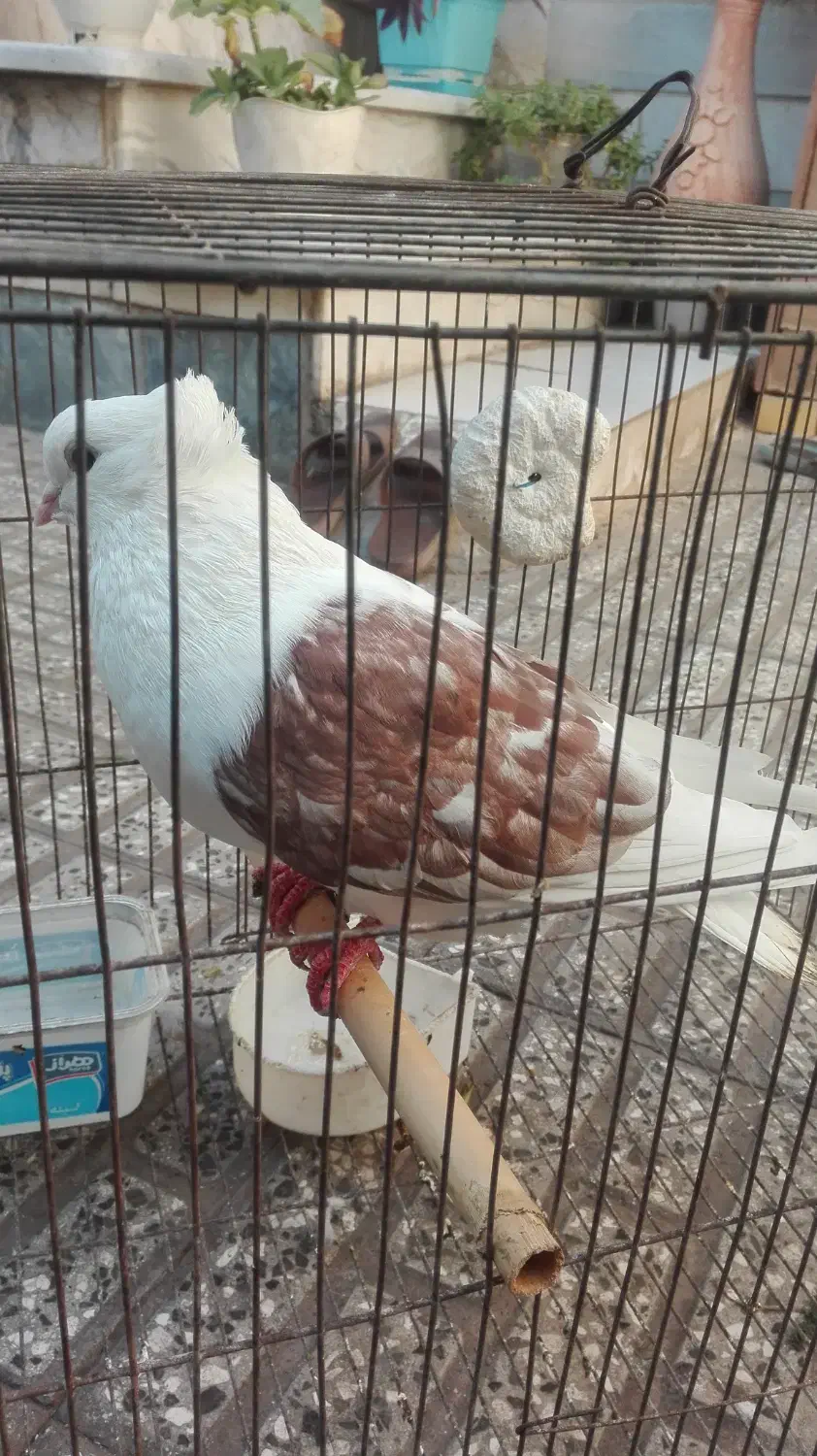 کبوتر|پرنده|گرگان, |دیوار