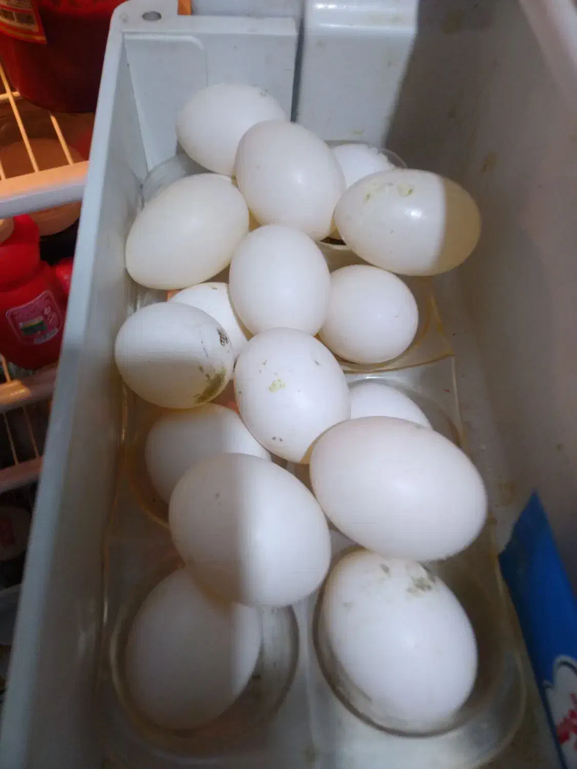 تخم کبوتر فروشی|پرنده|بابل, |دیوار