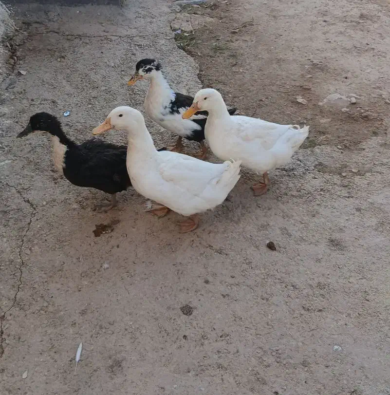 اردک جوان|پرنده|ارمند, |دیوار