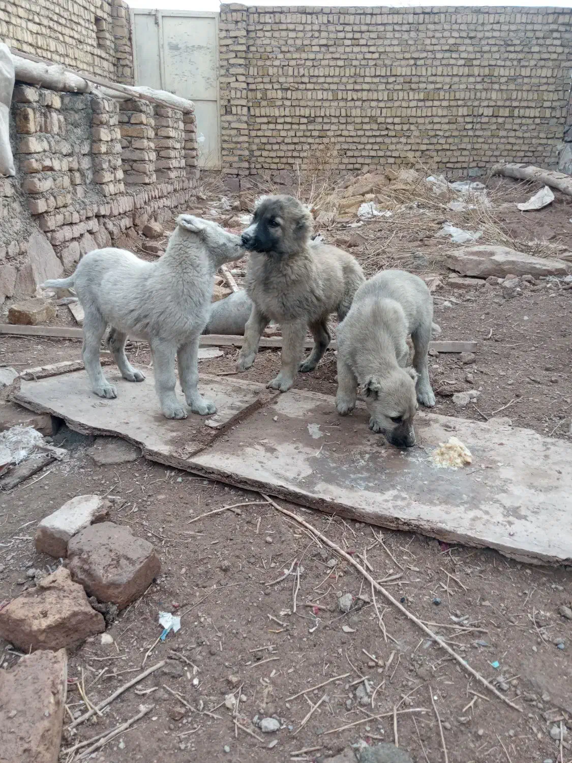 سگ سرابی توله|سگ|چناران, |دیوار