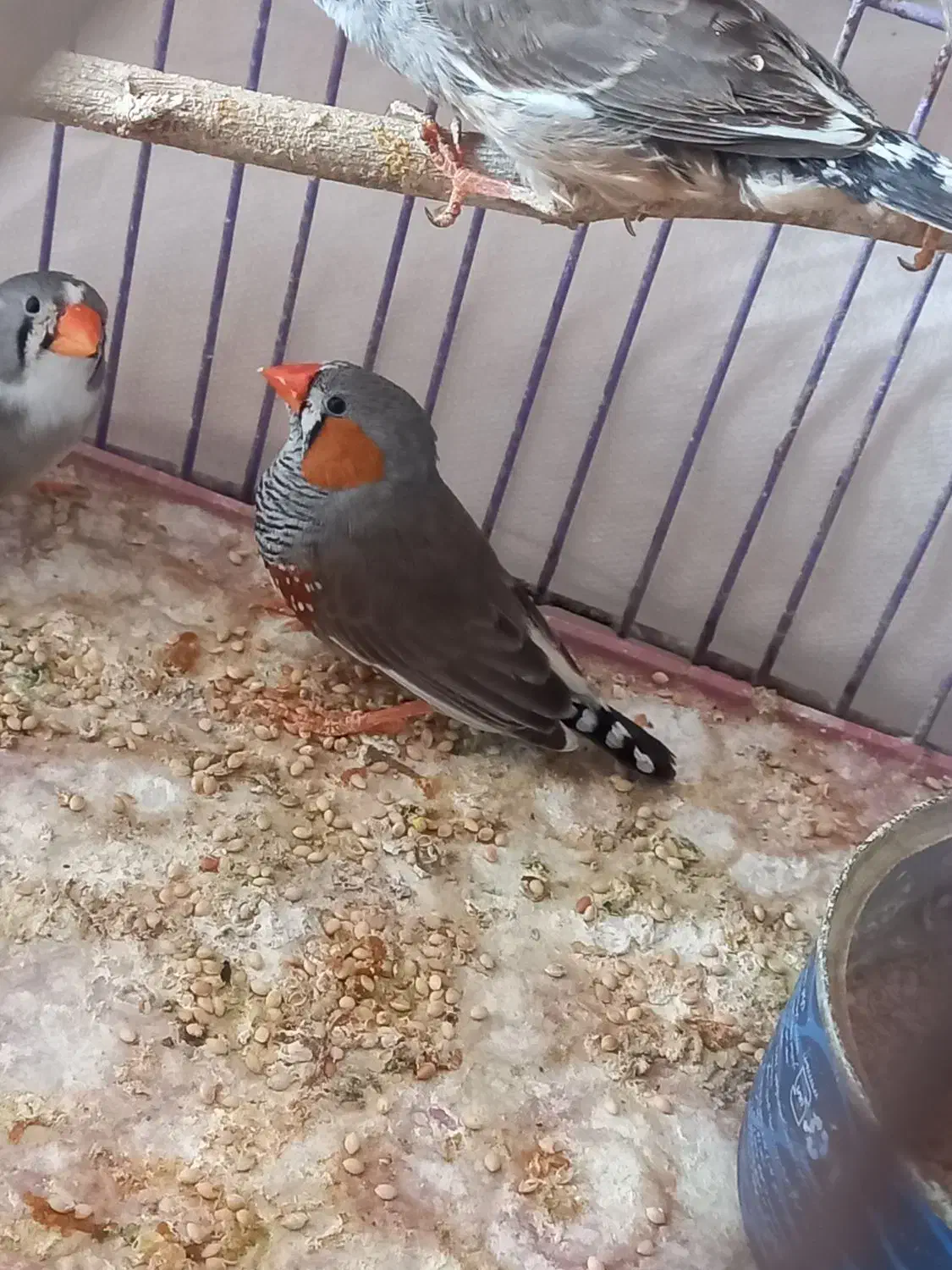 جفت فنچ ابلغ با جوجه|پرنده|بندرعباس, |دیوار