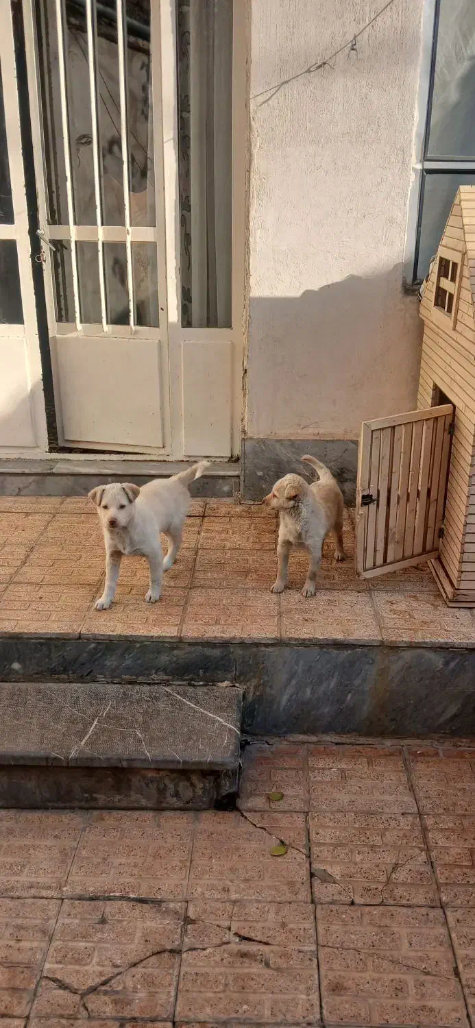 سگ تیز گوش|سگ|تبریز, |دیوار