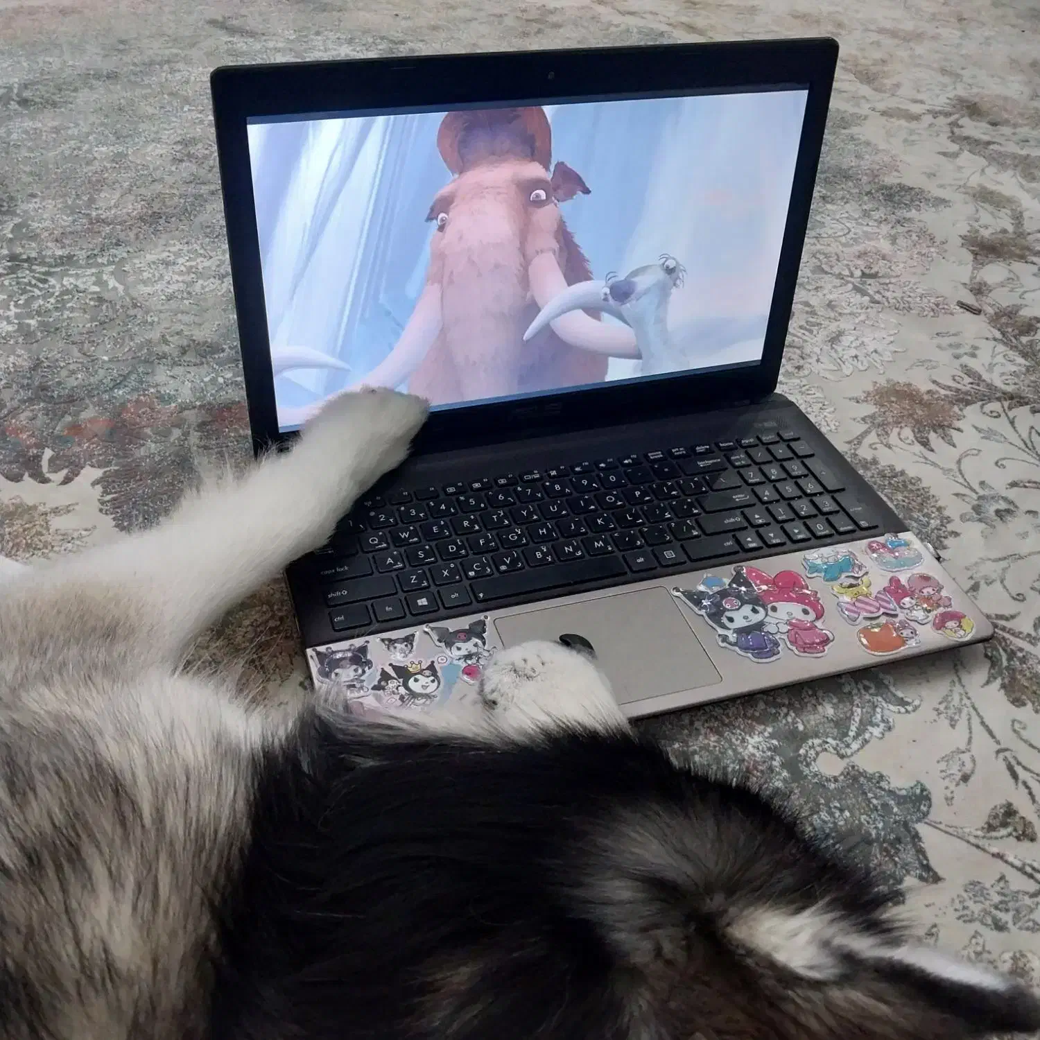 واگذاری رایگان هاسکی|سگ|کرمانشاه, |دیوار