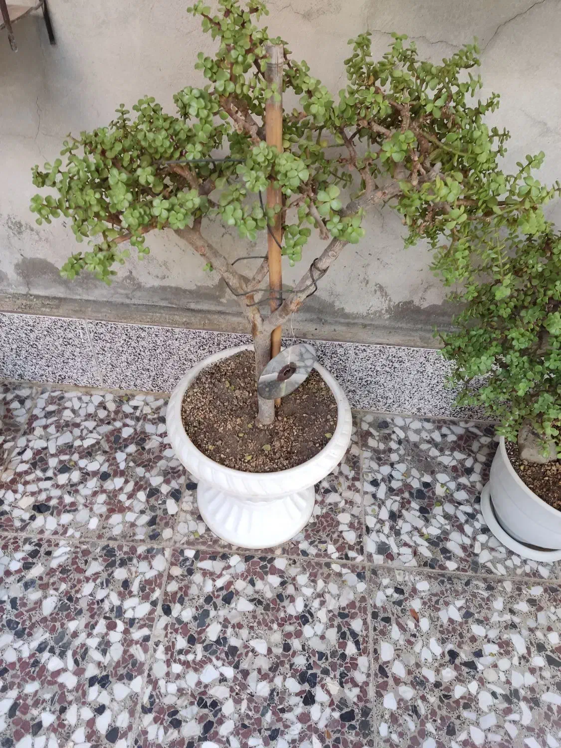 بونسای کراسولا خرفه ای|گل و گیاه طبیعی|قم, لسانی|دیوار