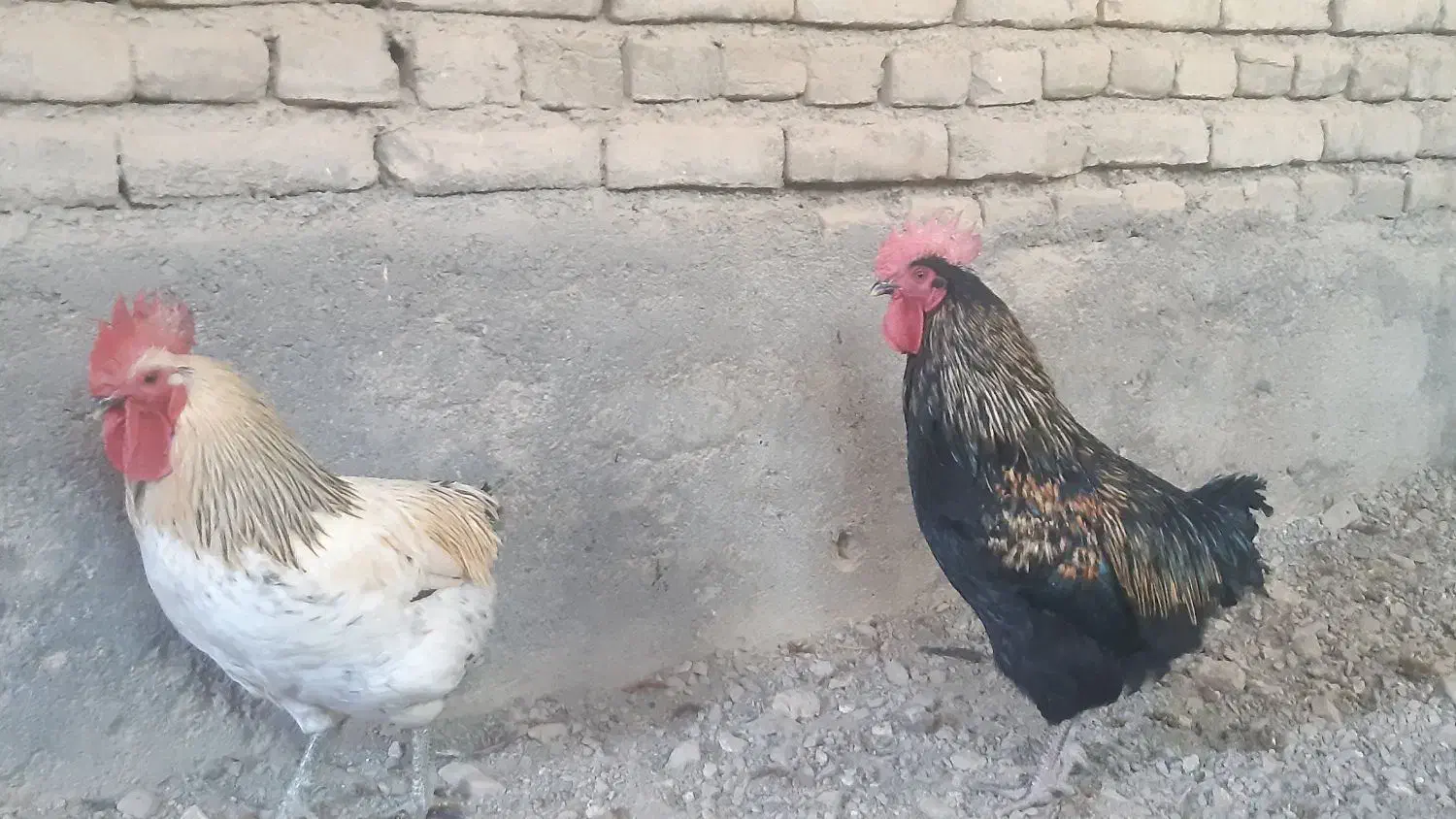 خروس محلی|حیوانات مزرعه|تربت‌حیدریه, بالا ولایت|دیوار