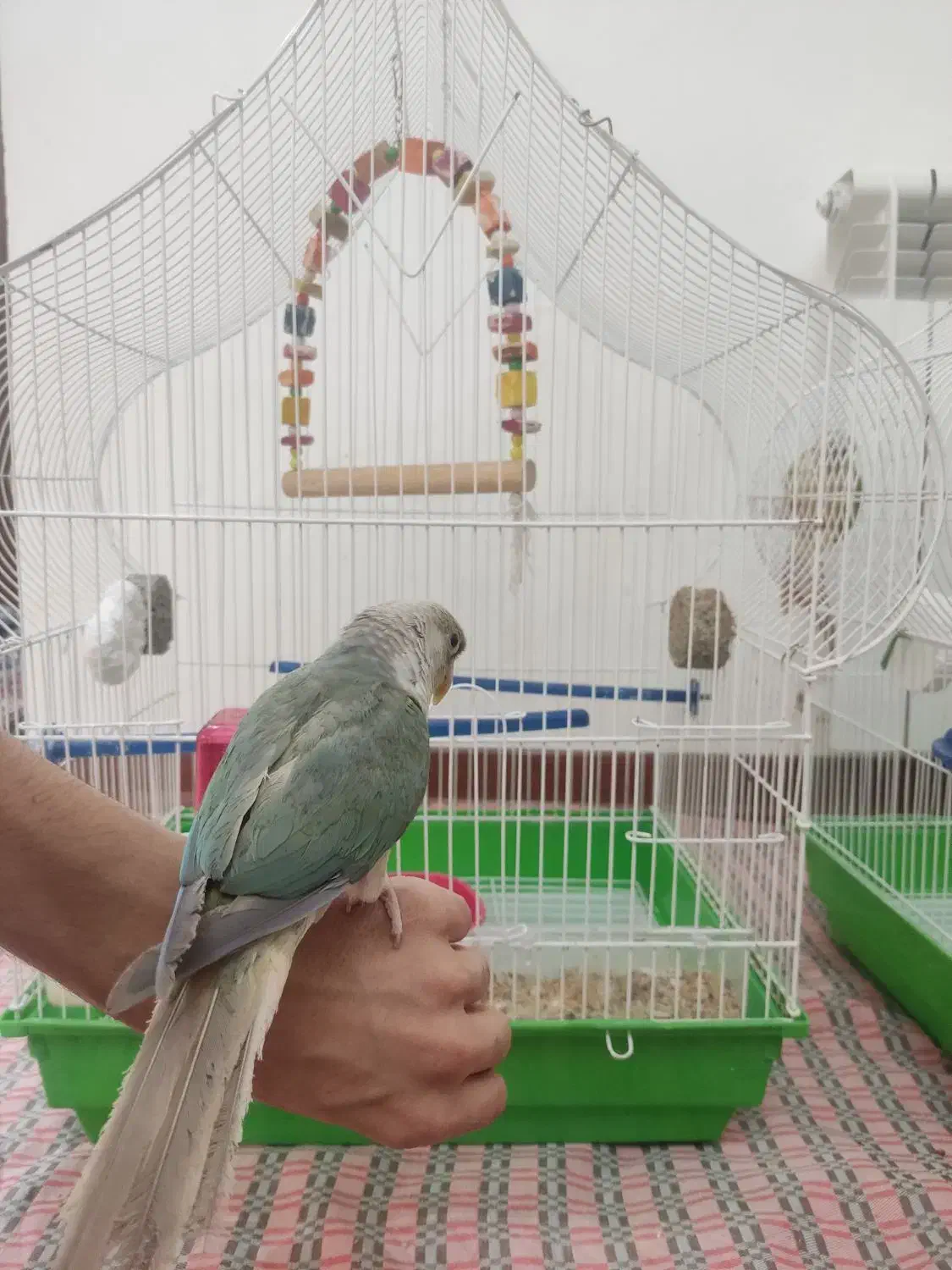 طوطی گرینچیک سخنگو|پرنده|کرمان, |دیوار