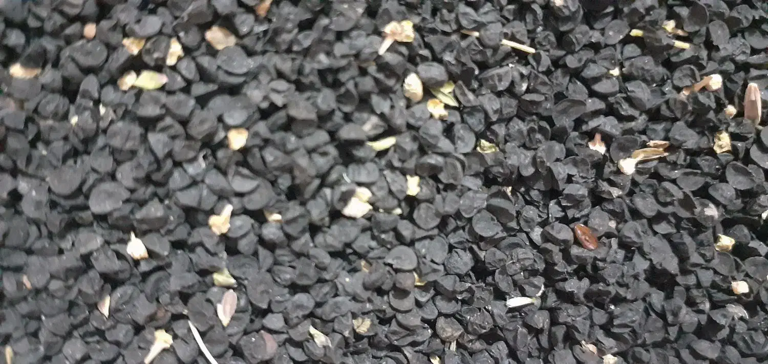 بزر پیازچه محلی|خوردنی و آشامیدنی|شیراز, کفترک|دیوار