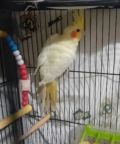 پرنده طوطی عروس هلندی|پرنده|سرخرود, |دیوار