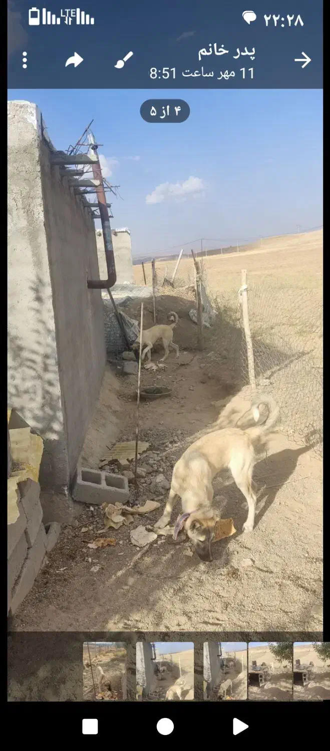 فروش سگ|سگ|چاراویماق, |دیوار