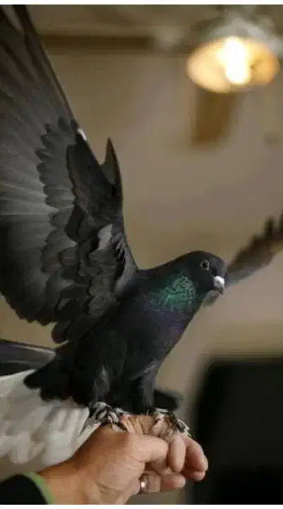 کفتر|حیوانات|قم, پردیسان|دیوار