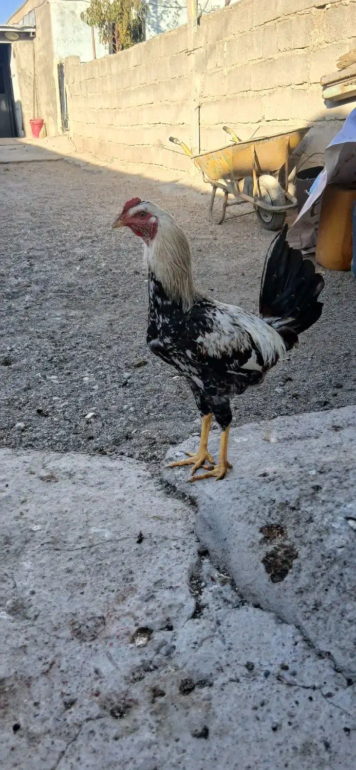 خروس دوترخ ۶ماه|حیوانات مزرعه|بیجار, |دیوار