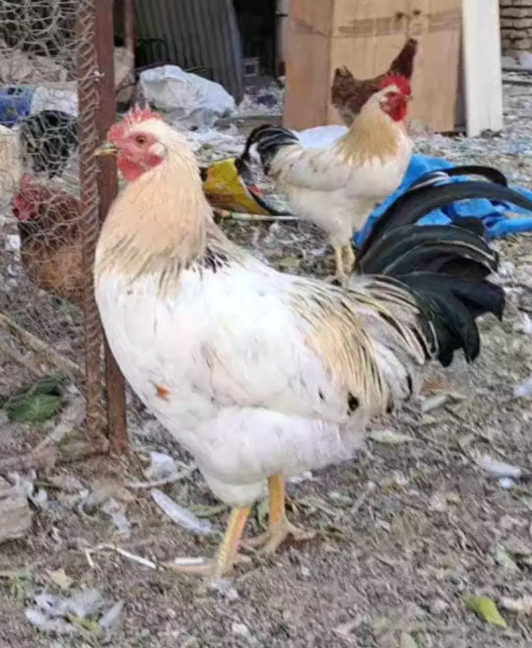 فروش خروس گلپایگانی برهما و سلطان|حیوانات مزرعه|هشتگرد, هشتگرد قدیم|دیوار