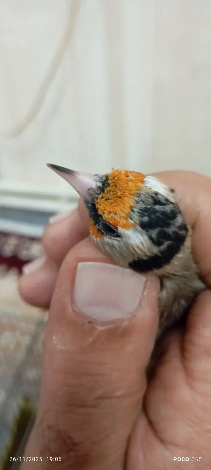 پنج سره ماده داغسررسمی بهاره جوجه قفس|پرنده|تهران, خانی آباد نو شمالی|دیوار