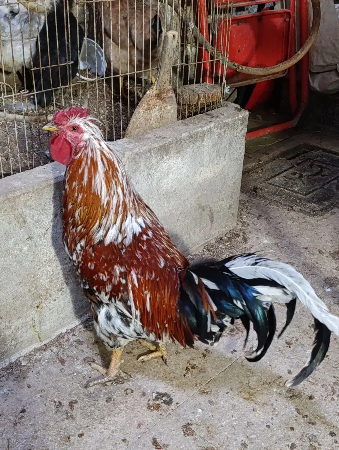 خروس چهل تاج بسیار زیبا و یک خروس محلی|حیوانات مزرعه|تهران, مینای شمالی (مخبر)|دیوار