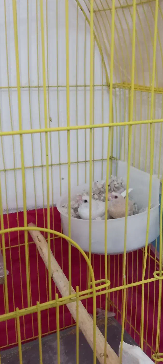 یک جفت فنچ بنگالی آماده|پرنده|مراغه, |دیوار