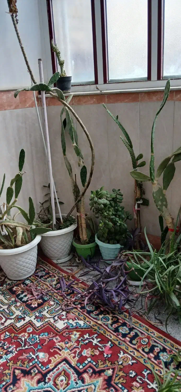 تمام گلها باهم|گل و گیاه طبیعی|مرند, |دیوار