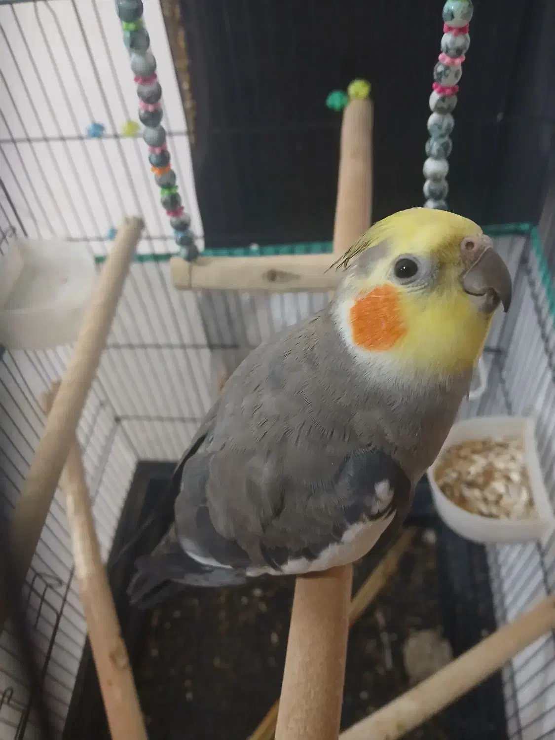 عروس هلندی نر|پرنده|کنگاور, |دیوار