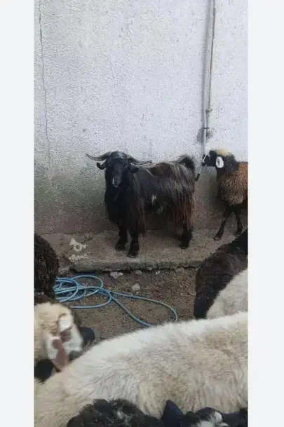 بزغاله نربز سانن مومورسیا|حیوانات مزرعه|مشهد, نیزه|دیوار