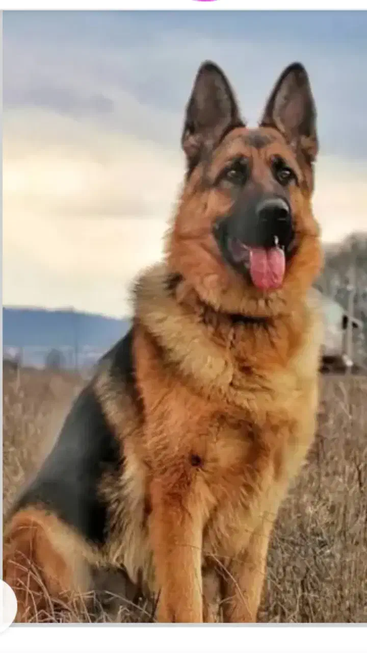 سگ ژرمن|سگ|نهاوند, |دیوار