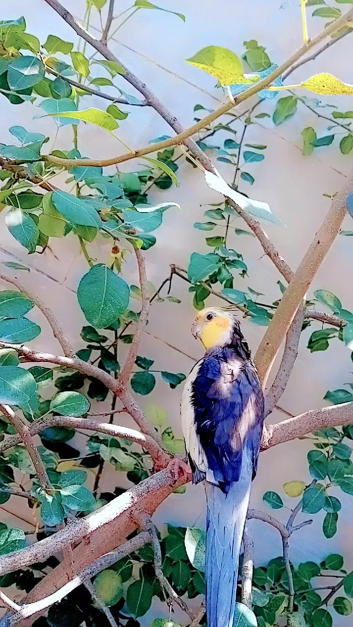 عروس هلندی گمشده|حیوانات|فاضل آباد, |دیوار