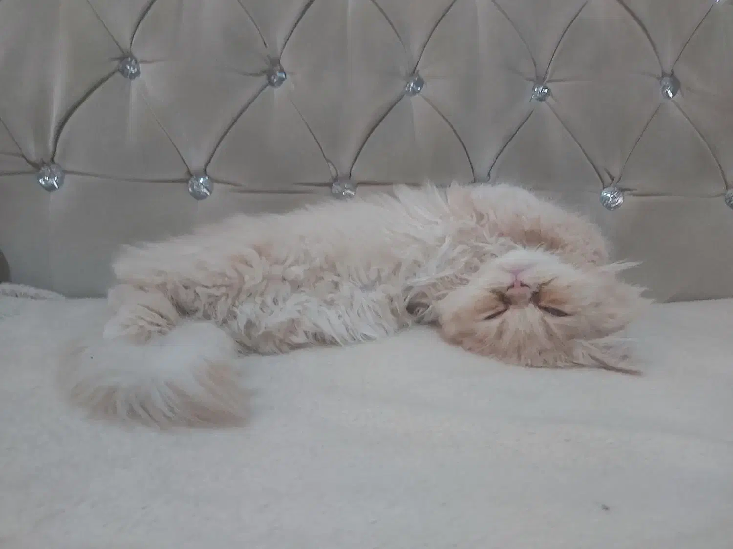 گربه خونگی|گربه|اردبیل, |دیوار