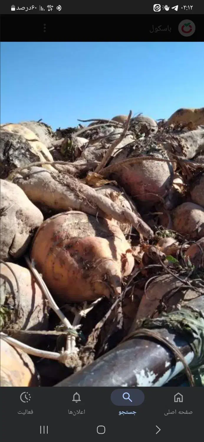 چقدر لبو دامی|لوازم جانبی حیوانات|ورزنه, |دیوار