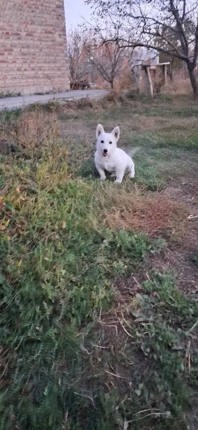 سگ پاگوتاه|سگ|اهر, |دیوار