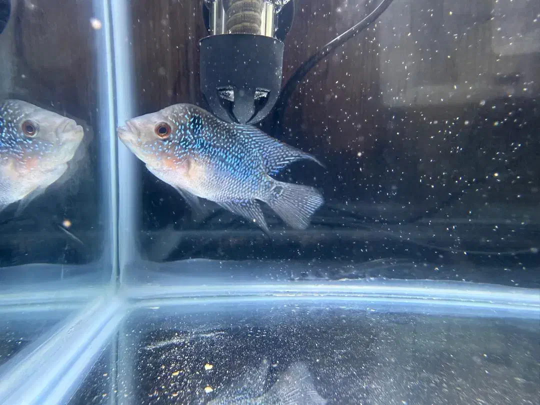 فروش فوری فلاور|ماهی|کرج, باغستان|دیوار