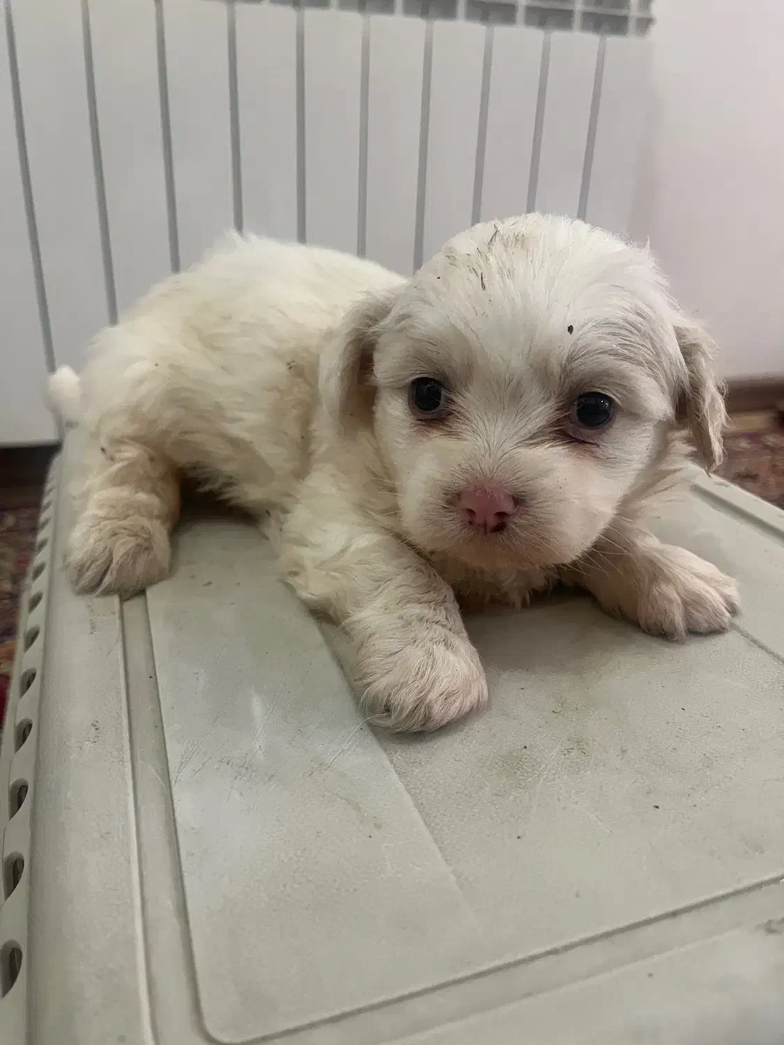 توله سگ ۴ عدد|سگ|تبریز, |دیوار