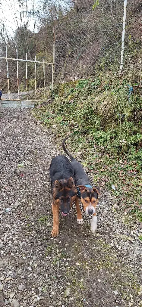 ژرمن،پیتبول|سگ|لوندویل, |دیوار