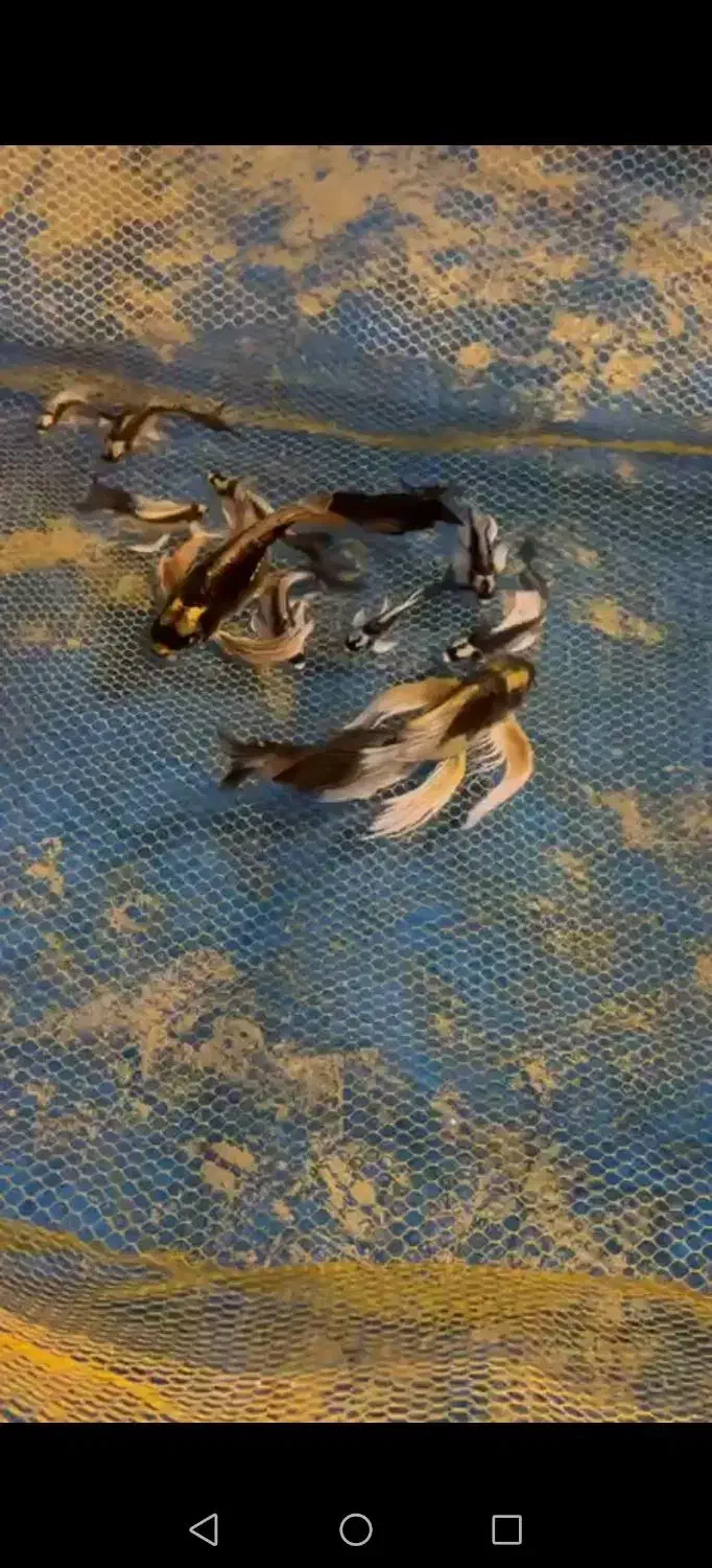 ماهی کوی مایان سوپرباله کلکسیونی|ماهی|تهران, ترمینال جنوب|دیوار