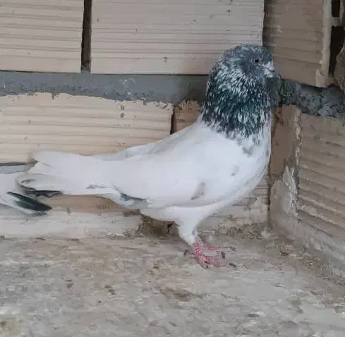 کبوتر|پرنده|اصفهان, گرکان|دیوار