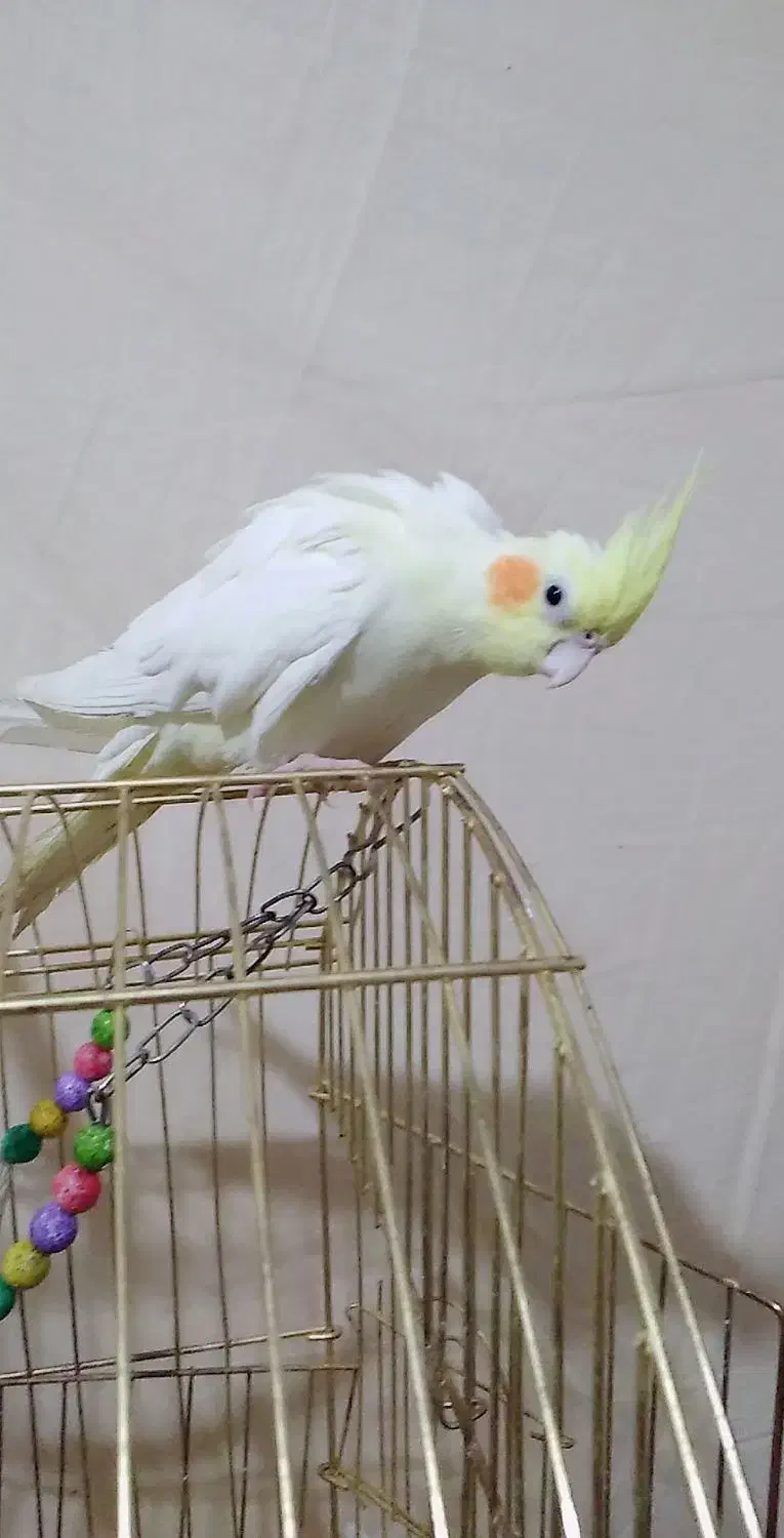 عروس هلندی|پرنده|تربت‌حیدریه, بازار|دیوار