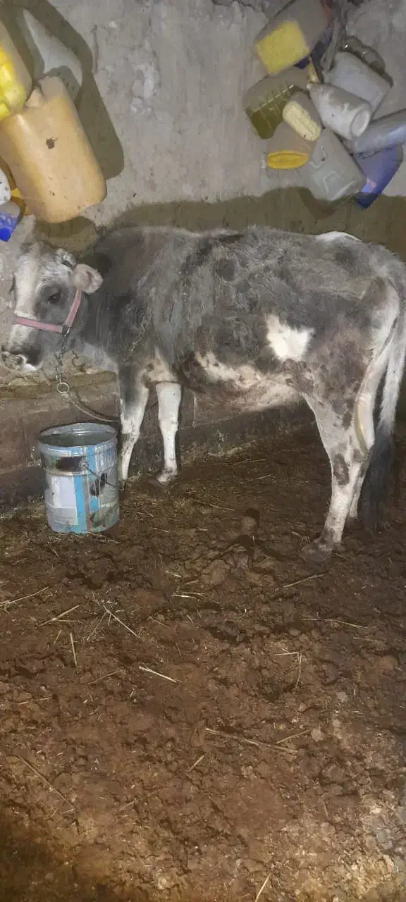 گاو آبستن بومی و گلپایگانی|حیوانات مزرعه|پاتاوه, |دیوار