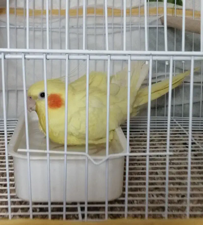 عروس هلندی، پرنده، طوطی|پرنده|تربت‌حیدریه, مظفریه|دیوار