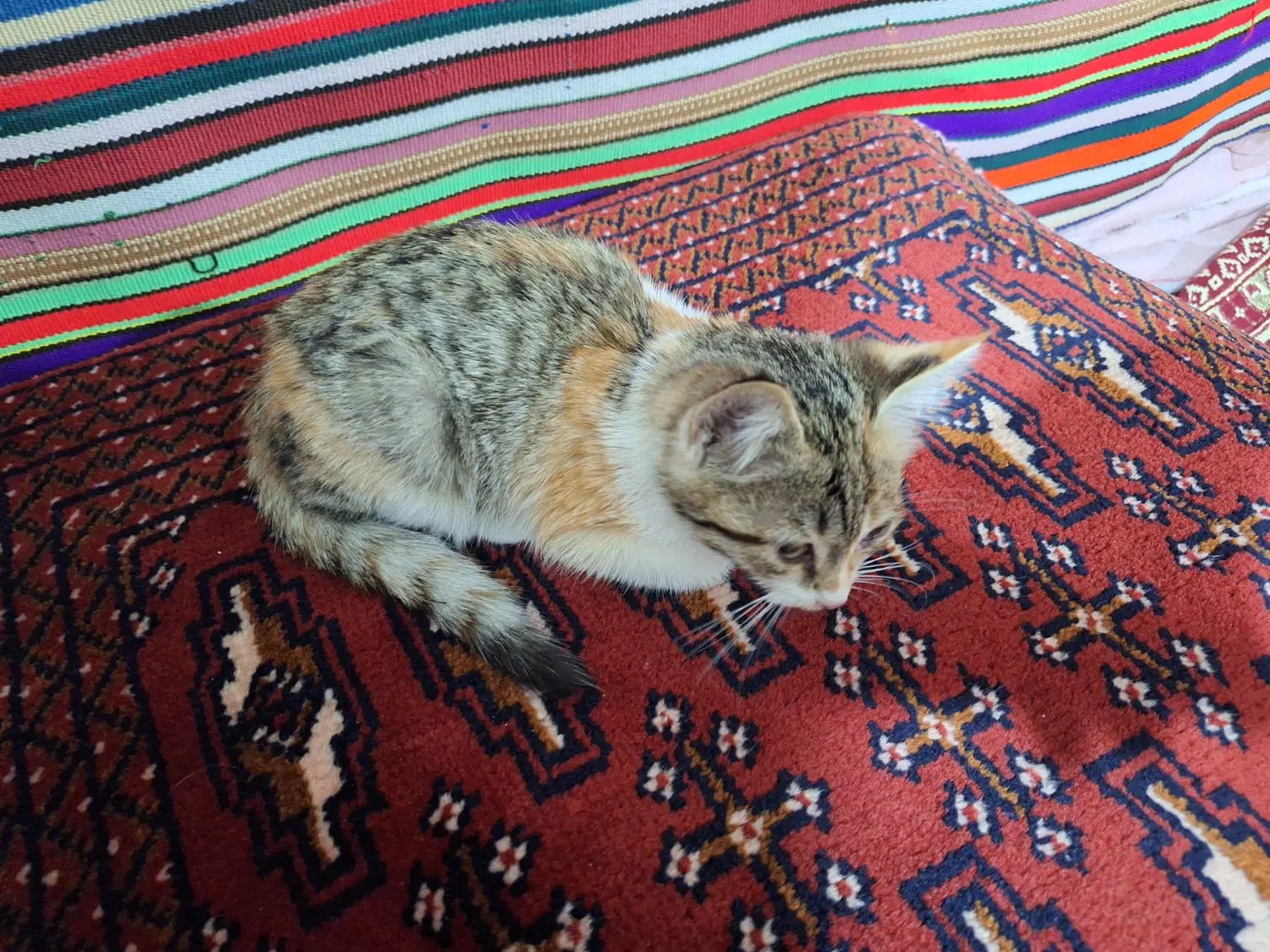 گربه|گربه|اردبیل, |دیوار