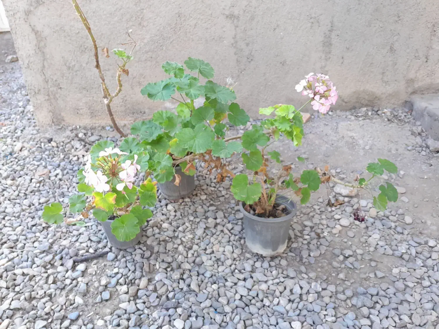 گل قاشقی و شمعدونی|گل و گیاه طبیعی|فاضل آباد, |دیوار