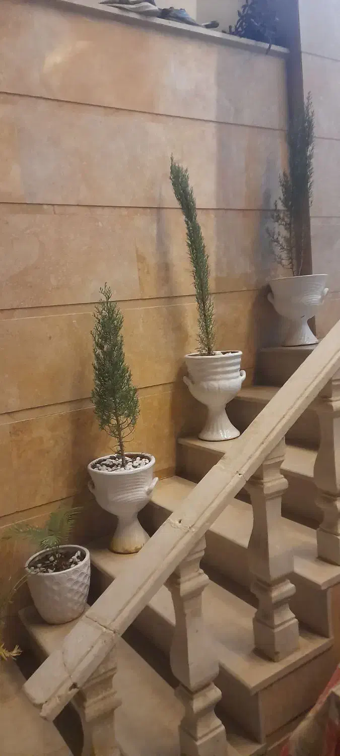 گیاه و گلدان سرو|گل و گیاه طبیعی|قم, شاه ابراهیم|دیوار