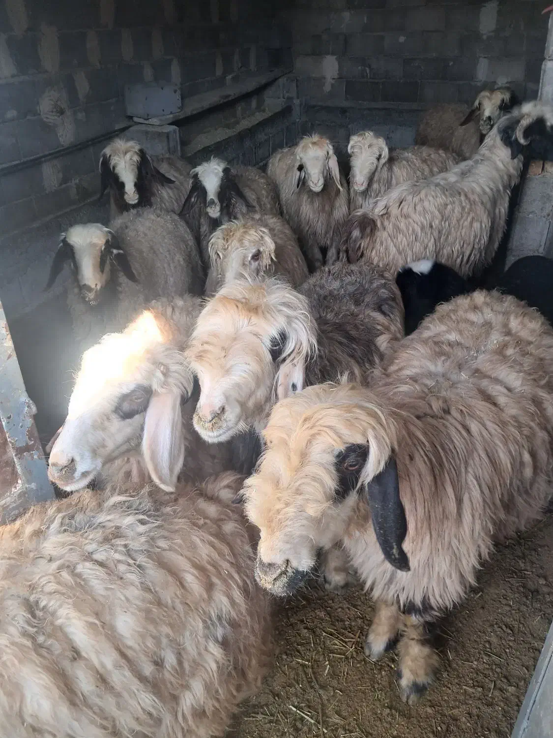 میش داشتی|حیوانات مزرعه|خانمیرزا, |دیوار