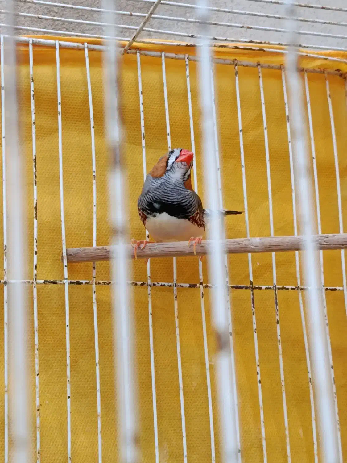 فنچ نر|پرنده|قوچان, |دیوار