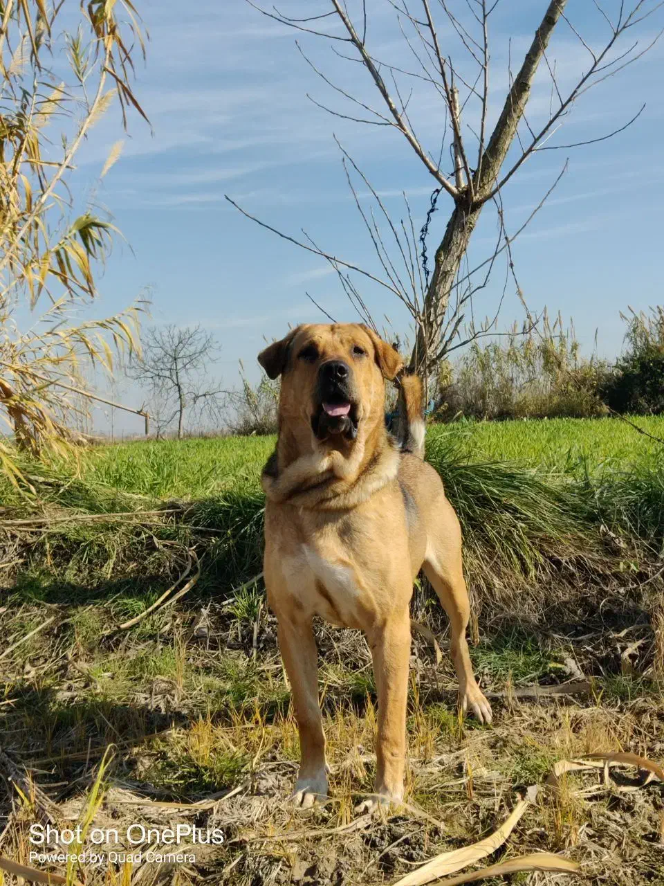 حیوان پژدر|سگ|نیشابور, فردوس شمالی|دیوار