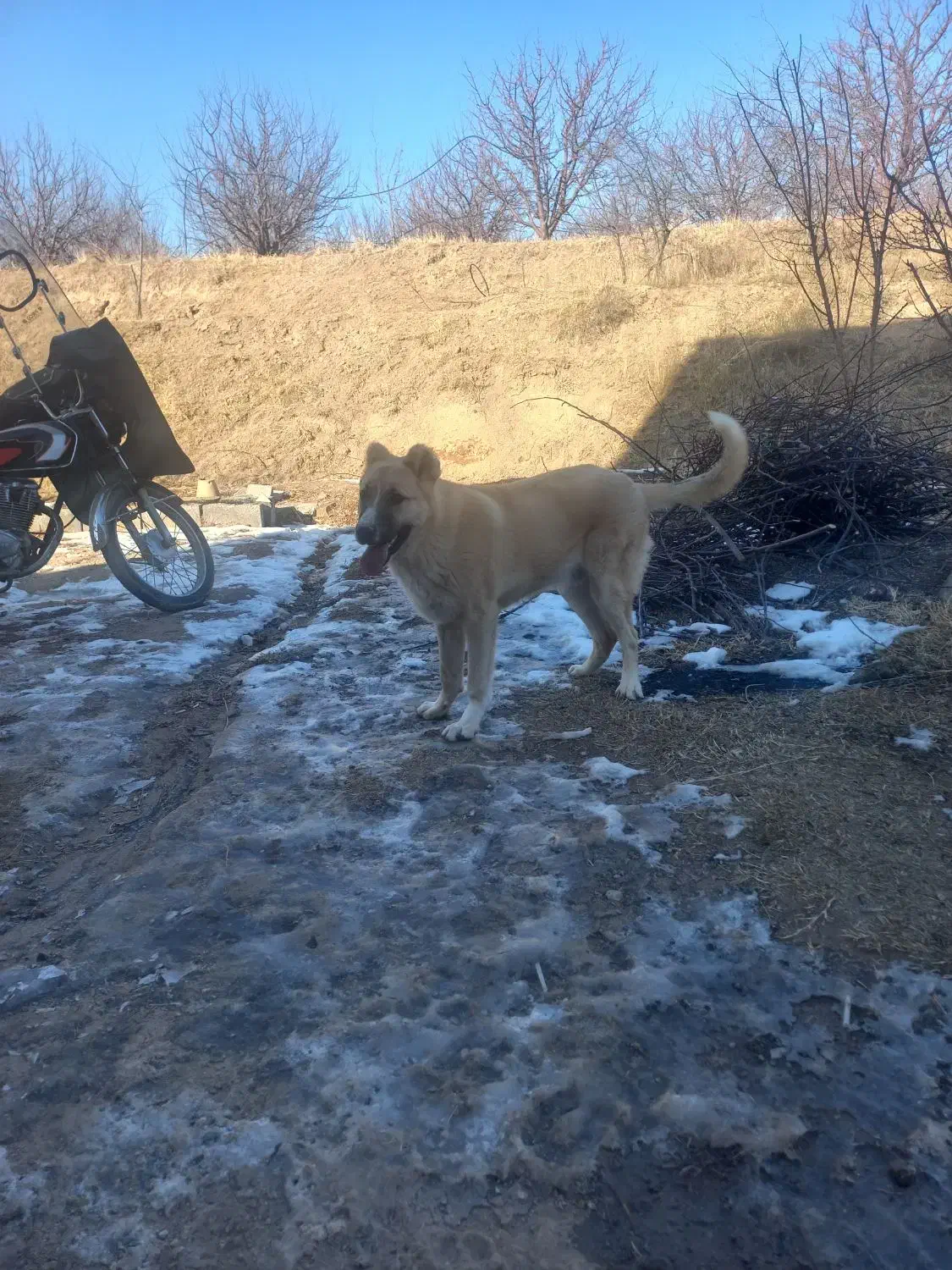 سگ فروشی|سگ|مراغه, |دیوار