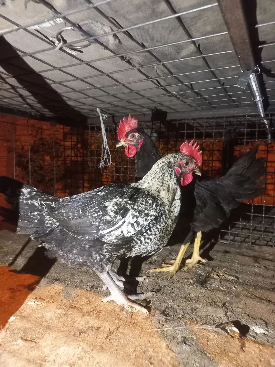 جوجه/مرغ/خروس/محلی|حیوانات مزرعه|مرودشت, محمد آباد|دیوار