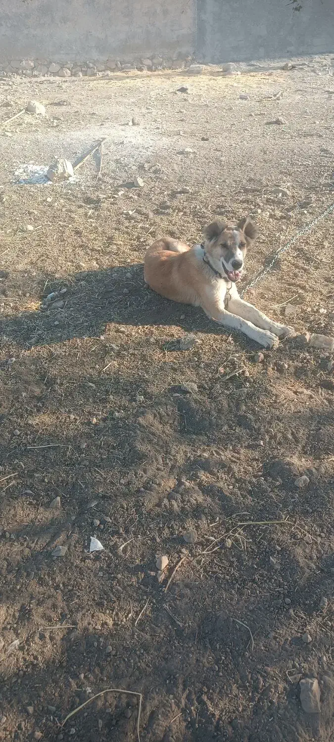 سگ سرابی|سگ|بهبهان, |دیوار