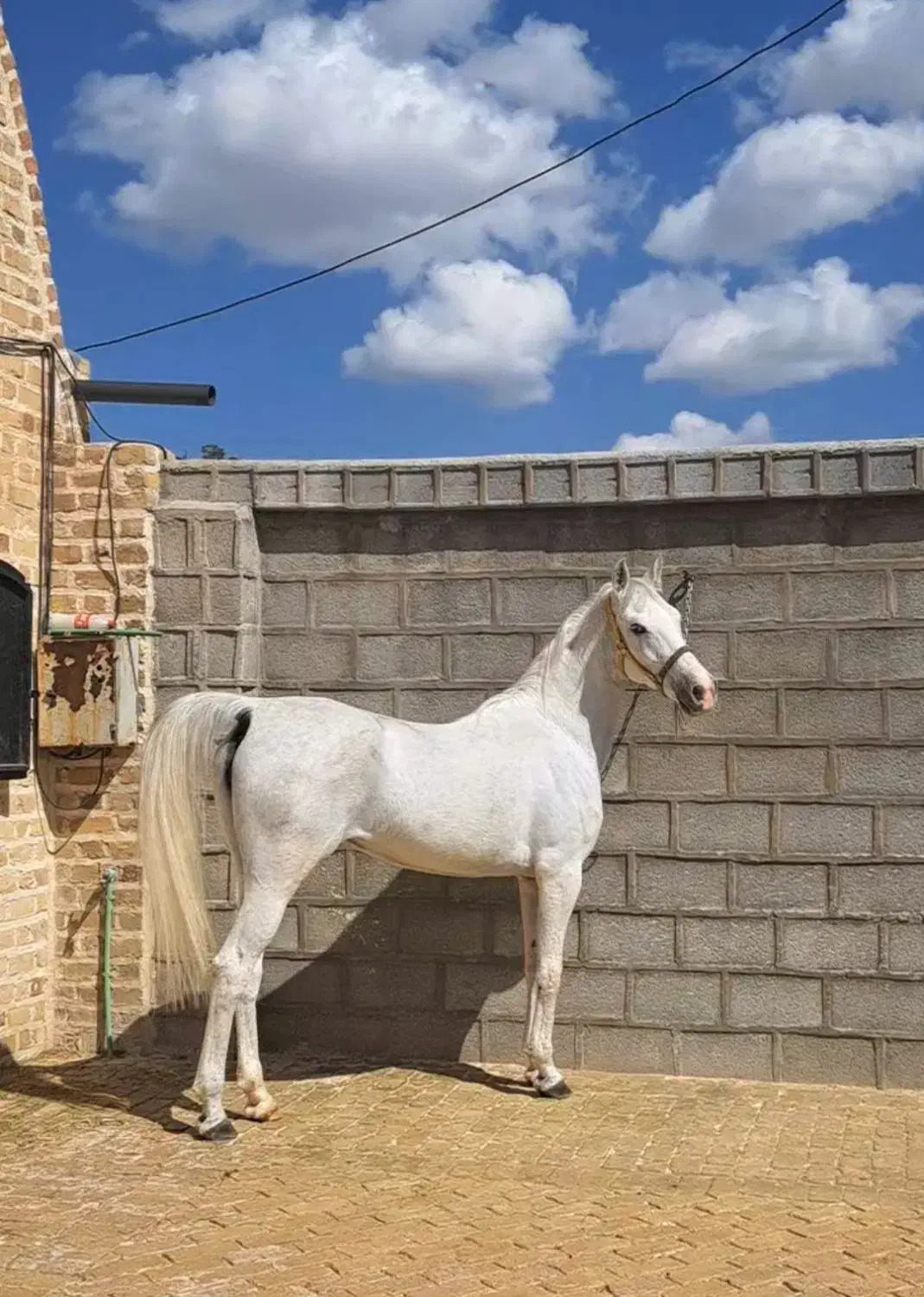 مادیون|اسب و تجهیزات اسب‌سواری|پیرانشهر, |دیوار