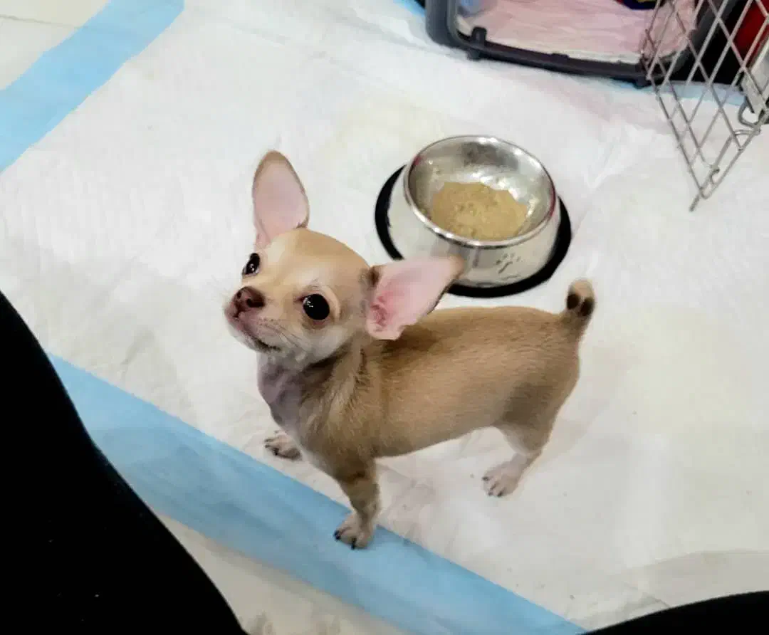 شی وا وا|سگ|پرند, فاز ۱|دیوار